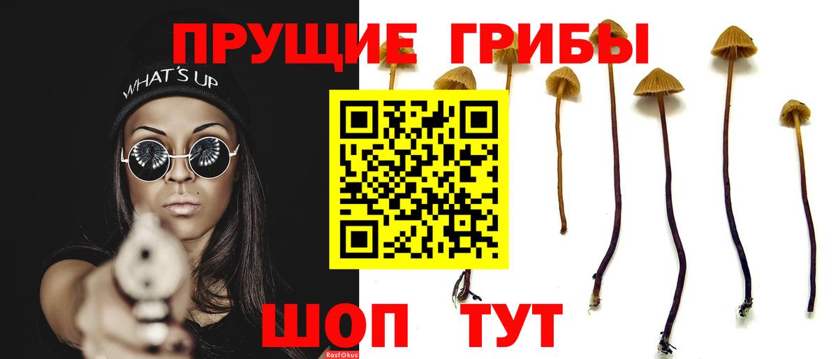 Галлюциногенные грибы Psilocybe Саянск